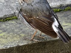 -水磨古镇