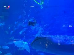 -烟台海昌鲸鲨海洋公园