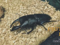 -上海大自然野生昆虫馆(东方明珠·爬宠昆虫探索中心)