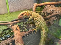 -上海大自然野生昆虫馆(东方明珠·爬宠昆虫探索中心)