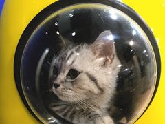 -芭比堂宠物医院·全科爱猫医院·仁德分院