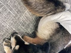 -南京Hallo宠物乐园·哈罗犬舍·柴犬繁育基地