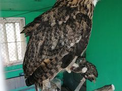 -西霞口神雕山野生动物世界