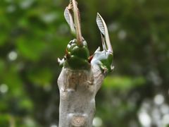 -深圳市中科院仙湖植物园