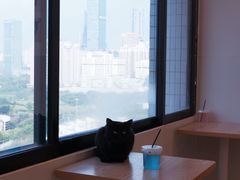 -有喵·猫咖·狗咖·30几只猫10只小狗(岗厦店)