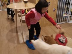 -南京Hallo宠物乐园·哈罗犬舍·柴犬繁育基地