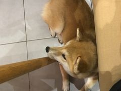 -柴务处·柴犬主题狗咖