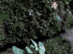 -九曲溪竹筏码头