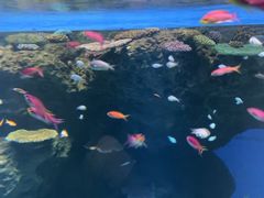 -大阪海游馆