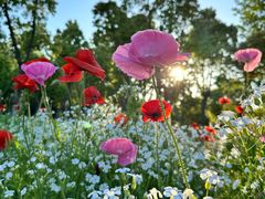 -春花秋色城市公园