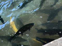 -北京龙庆四季香农家饭庄·灶台鱼·碳烤虹鳟鱼(龙庆峡店)