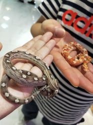 -Moni星球萌宠·小马宝莉·灵蛇·高端高阶全萌宠互动体验俱乐部(红豆国际广场店)