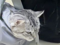 -全心全意连锁动物医院·微创中心·内科急重症·心脏专科(丰管路店)