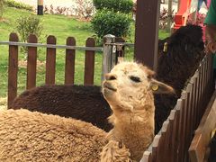 -泉州海丝野生动物世界