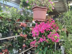 -双季花艺园艺市场(浦东店)
