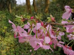 -南山植物园
