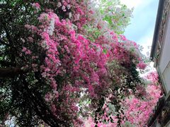 -深圳国际园林花卉博览园