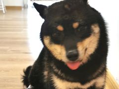 -柴犬小屋·柴餐厅·狗咖食堂(金鼎广场店)