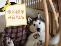 -Husky Go! 哈士奇体验馆·宠物咖啡厅狗咖