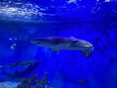 -太平洋海底世界