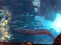 -迪拜帆船酒店海底餐厅