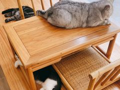 -李小姐の猫咖啡馆(五角场店)