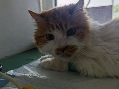 -达爱动物医院·犬猫分区·CT·复杂眼科(远洋山水分院)