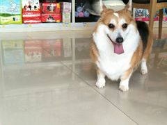 -我爱吾宠宠物美容院(朝阳路店)