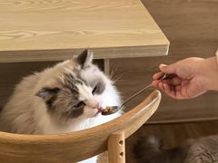 -滚猫咖啡·猫咖·猫友好撸猫(未来城店)