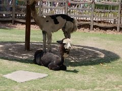 -祥源·阜阳生态乐园