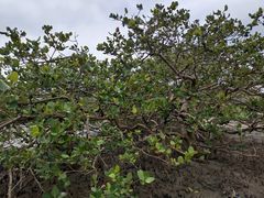 -北海金海湾红树林生态旅游区