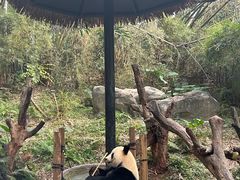 -广州长隆野生动物世界