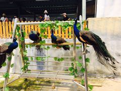 -泉州海丝野生动物世界