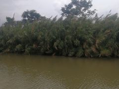 -大湾区中央湿地公园