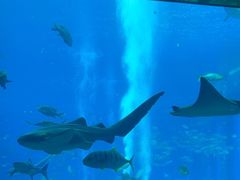 -亚特兰蒂斯•OSSIANO奥西亚诺海底餐厅