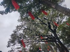 -荔湾湖公园