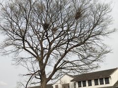 -东台西溪天仙缘景区