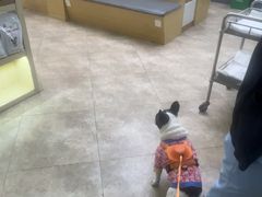 -美联众合动物医院·24h转诊中心
