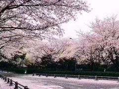 -武汉大学-樱园