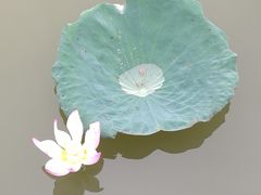 -海珠湖公园