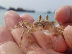 -枸杞岛