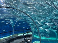 -上海海洋水族馆