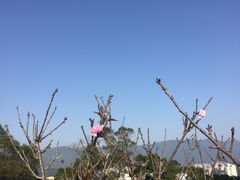 -金鸡山公园