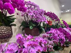 -双季花艺园艺市场(浦东店)
