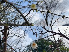 -香雪海