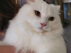 -飞行喵MR PILOT|猫舍·猫咖(静安大融城店)