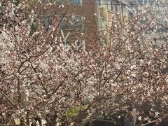 -桃花堤公园