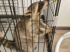 -浣熊柯尔鸭土拨鼠·电玩咖
