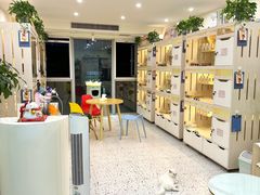 -柚子猫舍·精品猫舍购猫·猫咪认养·购宠·宠物店