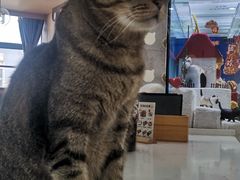 -喵园·猫主题咖啡厅·撸猫·猫咖(国贸店)